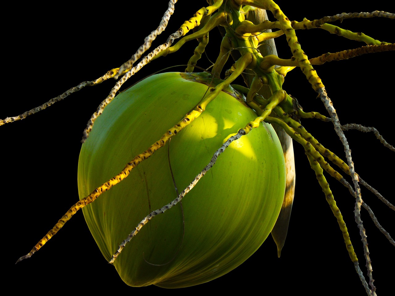 coconut, nature, coconut tree, plant