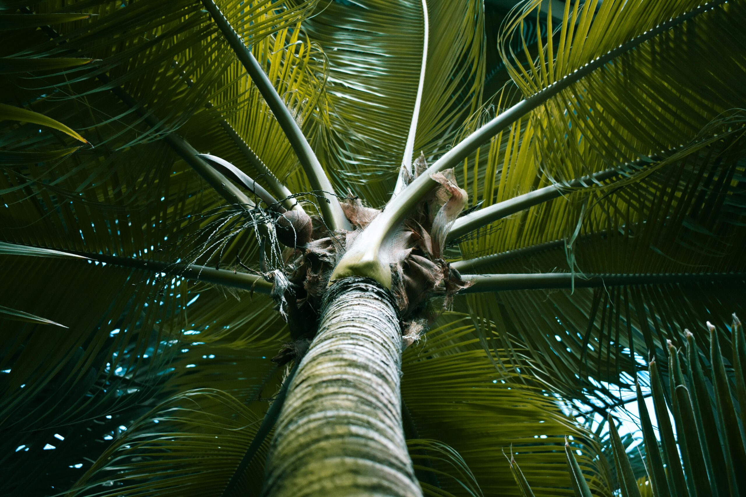 Low-angle view of a lush tropical palm tree with vibrant green leaves under daylight.